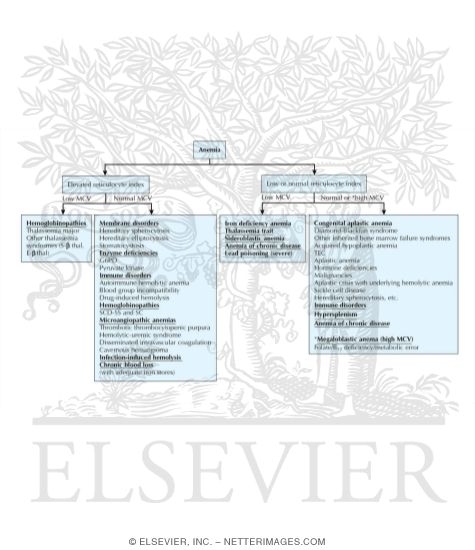 Diagnostic Approach to Anemia