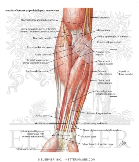 anterior arm muscles