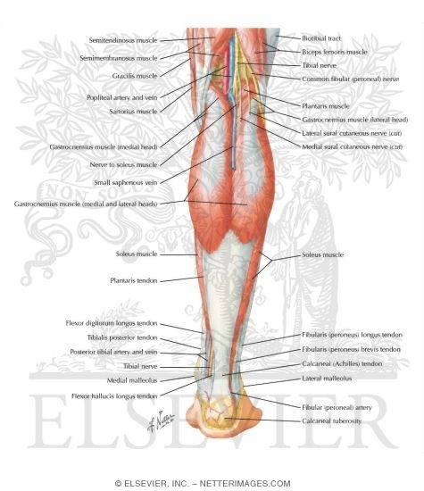 Muscles Of Leg Superficial Dissection Posterior View