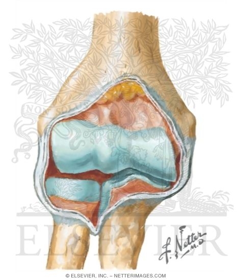 File:202107 Anterior view of the elbow joint.svg - Wikimedia Commons