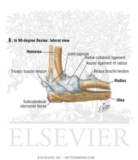 Elbow, Lateral View