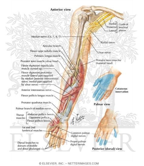 Anatomy Of Median Nerve
