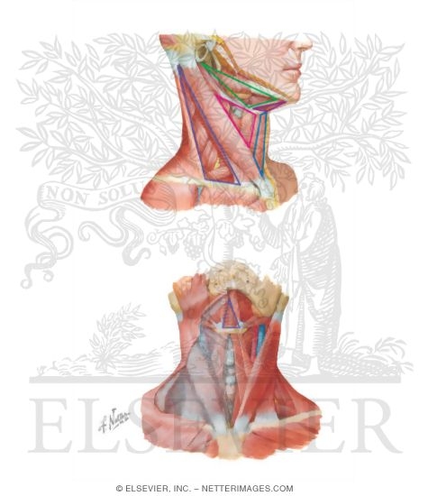 Overview and Topographical Anatomy of the Neck