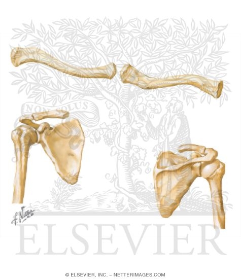 Osteology: Upper Limb