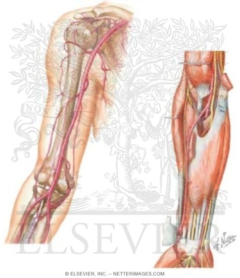 Arterial supply of the upper limb