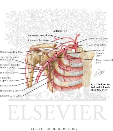 Vascular Supply: Upper Limb