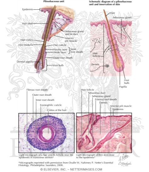 hair follicle structure and function