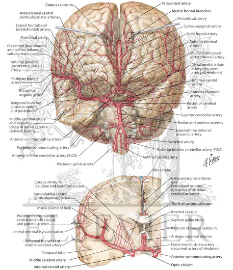 Arteries of Brain: Frontal View and Section Arterial Supply of the
