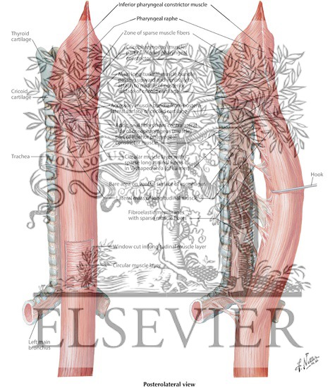 Musculature of the Esophagus