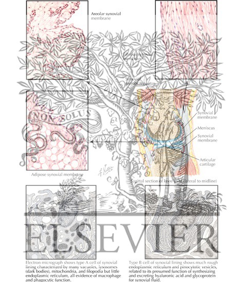 Structure and Function of Synovial Membrane
