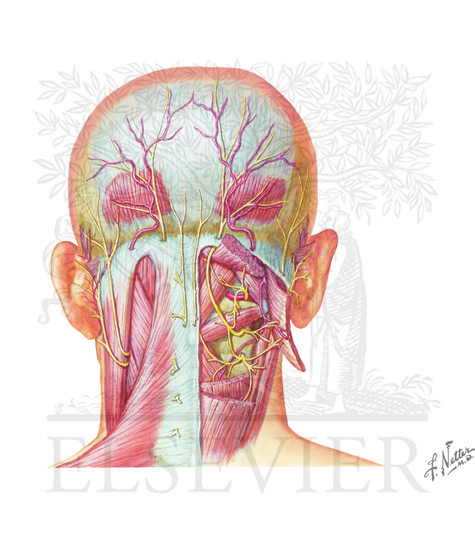 Occipital nerve anatomy