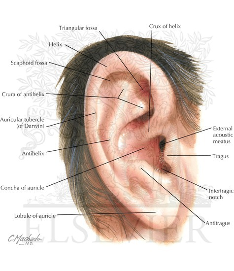 Right Auricle Pinna