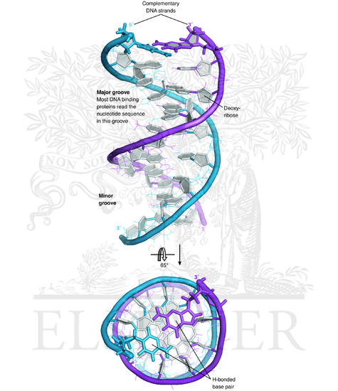 The double-helical structure of DNA