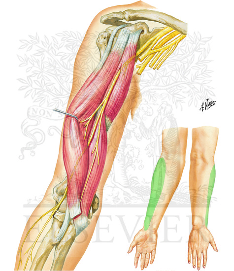 Musculocutaneous Nerve: Anterior View