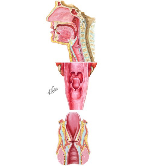 Pharynx and Larynx