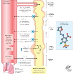 Loop High Ceiling Diuretics   11317 150x150 