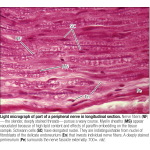 Light Micrograph of Part of a Peripheral Nerve In Longitudinal Section