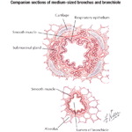 Companion Sections of Medium-sized Bronchus and Bronchiole