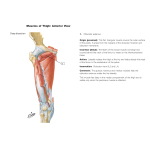 Muscles of Thigh: Anterior Views