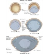 Embryology of the Lens - Schematic