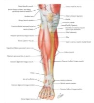 lower leg muscles