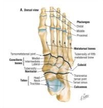 Bones of Ankle and Foot