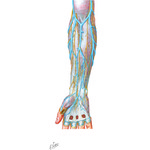 Cutaneous nerves and superficial veins of the forearm
