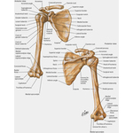 Nerves of the leg anterior view.